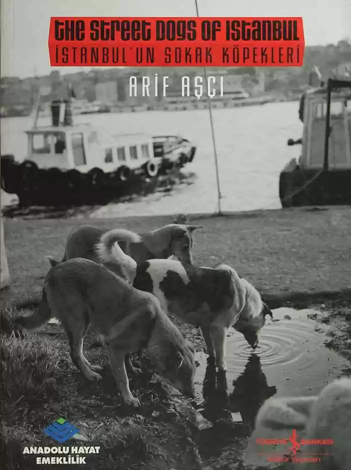 İstanbul’un Sokak Köpekleri /  The Street Dogs of Istanbul kapağı